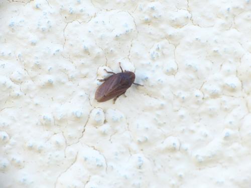 Tettigometra impressopunctata